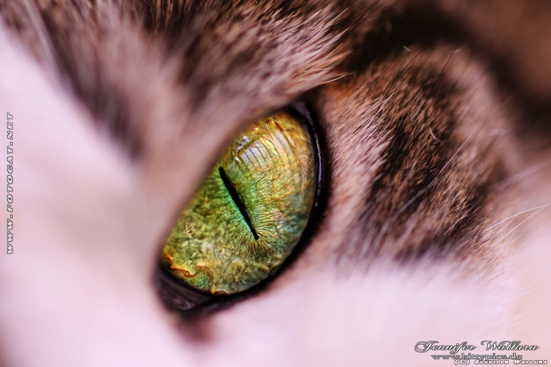 cat eye close up