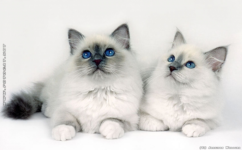 zwei weisse Heilige Birma Katzen vor weissem Hintergrund mit blauen Augen