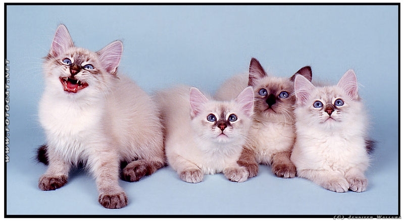 vier freche und putzige Heilige Birma Kätzchen mit noch blauen Augen