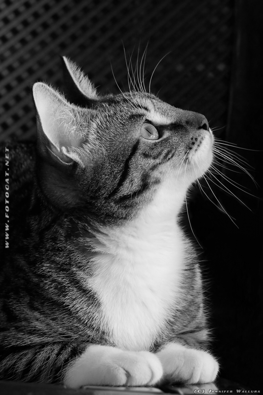 Getigerte Katze (tabby) mit weißen Pfoten und Hals in schwarzweiß fotografiert