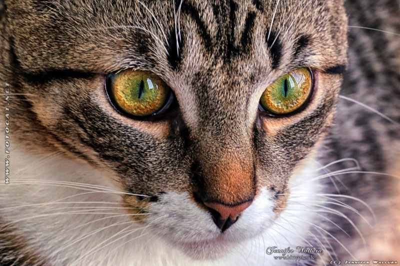 cat Eyes