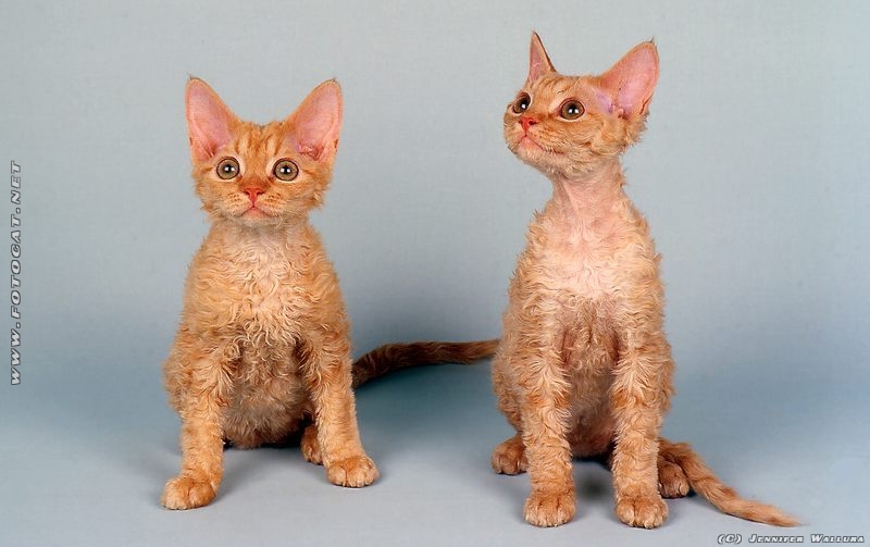 these-poodle-cats-are-the-adorable-internet-trend-we-need-right-now