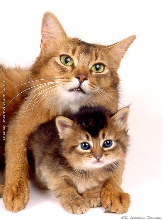 Baby und Mama Katze