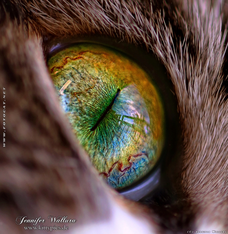 Green cat's eye