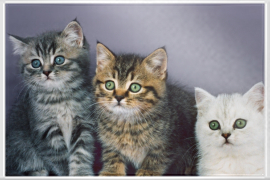 Britisch Kurzhaar Katzen die einige wenige Monate alte sind