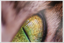 cat eye close up