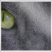 green emerald eyes