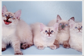 vier freche und putzige Heilige Birma Kätzchen mit noch blauen Augen