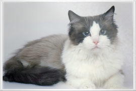 Ragdoll-Katze mit blauen Augen.