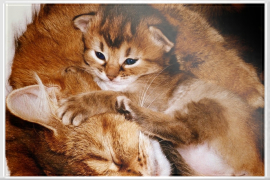 Mutter Katze kuschelt mit ihrem Baby