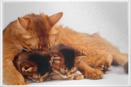 Schlafende Katzen Familie