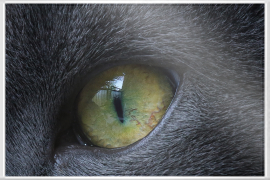Man sieht wie sich der Ausblick des Balkons im Auge der Katze spiegelt